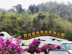 -西双版纳原始森林公园