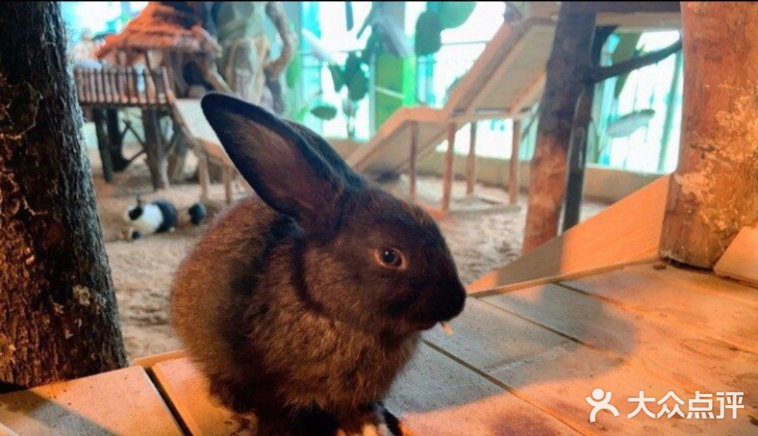 夏日遛娃好去處調皮蓬蓬動物王國