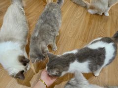 -COLOR PETS 撸猫馆·购猫·猫咖(长风大悦城店)