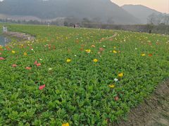 -径山花海