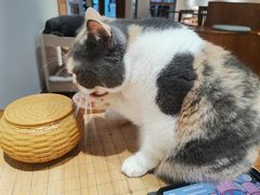 -有猫主题·治愈系猫咖(曾厝垵店)