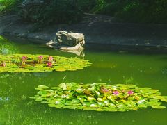 -国家植物园南园