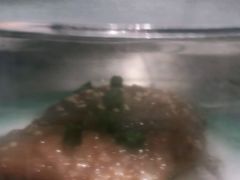 -元气寿司(金光华店)