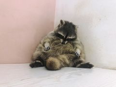 -浣熊柯尔鸭土拨鼠·电玩咖