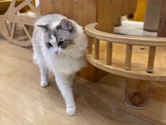 -有喵·猫咖·狗咖·30几只猫10只小狗(岗厦店)