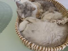 -怪兽屋·羊驼·猫咖·狗咖(俊华广场店)