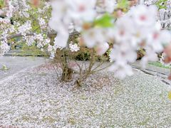 -顾村公园