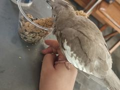 -吉丁鸟咖·异宠·寄养