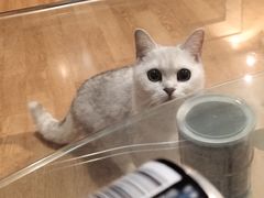 -爱侣宠医·鹦鹉专科·小型哺乳类·异宠专科(灵石路店)