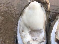 -Oyster Talks 四度蚝法餐厅
