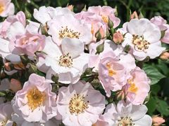 -上海辰山植物园