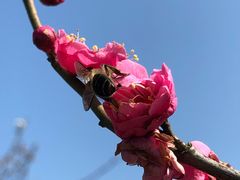 -林屋梅海青梅保护基地