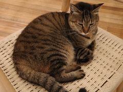 -猫的天空之城概念书店(杭州南宋御街店)