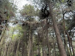 -铁山坪森林公园