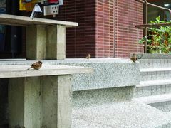 -香港大学