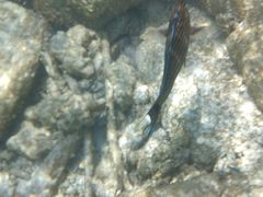 -邢家锅贴老店·非遗·开封菜(金明广场店)