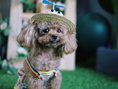 -百好乐宠物友好餐厅(朝外大街店)