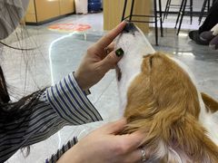 -pd派德宠物中心医院24H急重症·眼科中心·血液透析中心(嵩山北路店)