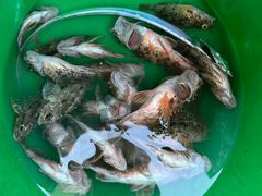 -魚當家