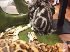 -猫小院猫主题餐厅(三里屯店)