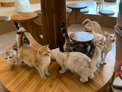 -飞行喵MR PILOT|猫舍·猫咖(静安大融城店)