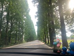 -桤木河湿地公园