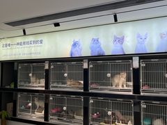-翊宠yipet猫狗购宠庄园犬舍•猫舍