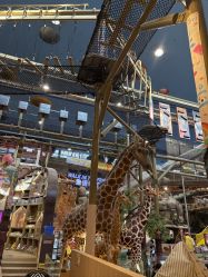 -卡通尼·Safari非洲探索乐园·生日会(金桥国际商业广场店)