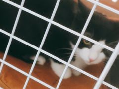 -宠福鑫康馨动物医院·骨科·眼科