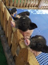 -萌宠亲子动物乐园(槐房万达店)