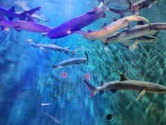 -华夏文旅海洋公园