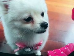 -1013 PET SHOP 宠物商店(近铁城市广场店)