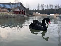 -东平国家森林公园