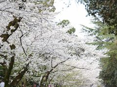 -武汉大学-樱园