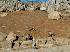 -石家庄市动物园