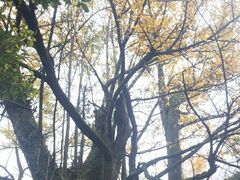 -西湖风景区十里琅珰-五云山