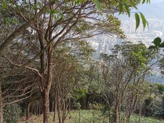 -梧桐山风景名胜区