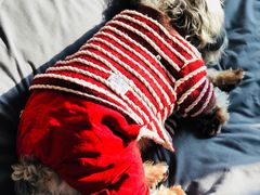 -爱牧宠物医院·猫专科·骨科·内窥镜(甪直店)