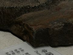 -贵州省地质博物馆