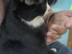 -动物缘宠物医院·骨科·猫科(西二环店)