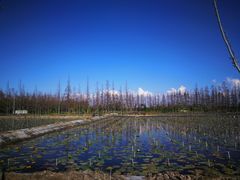 -上海长兴岛郊野公园