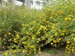 花园-北京师范大学附属中学