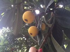 -苏州香山国际大酒店