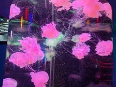 -太平洋海底世界