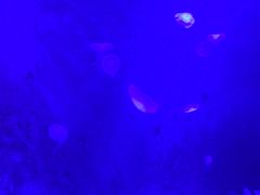-暹罗海洋世界