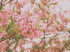 -天适樱花悠乐园