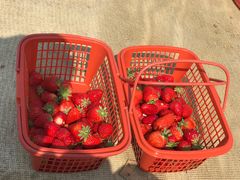 -胜丰草莓采摘园