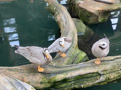 -南宫五洲植物乐园