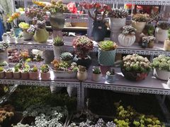 -莲花山公园