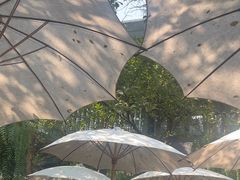 -Fern Forest Cafe